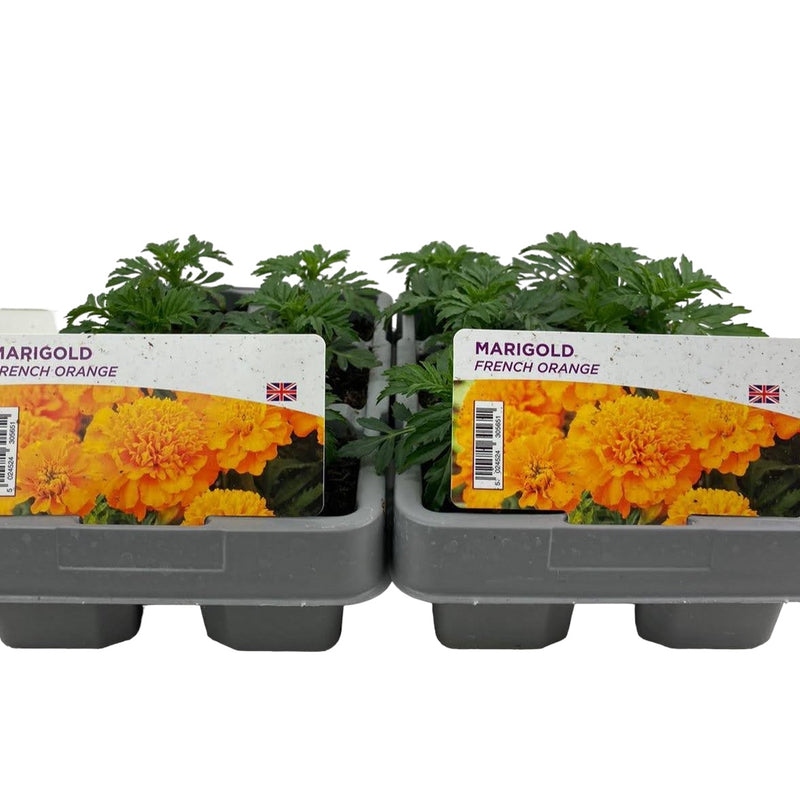 Marigold French Orange 6 Pack x 2 (12 Plants)
