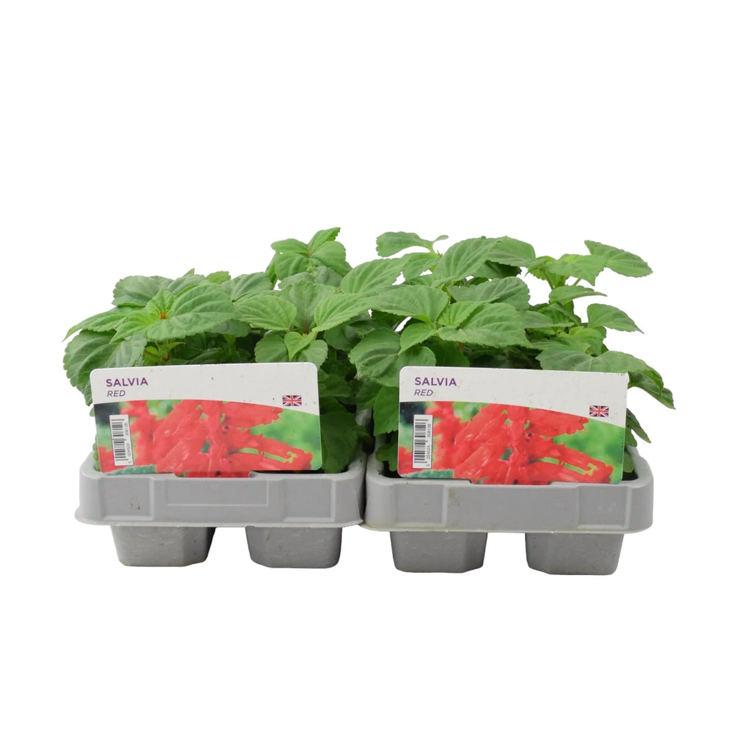 Salvia Red 