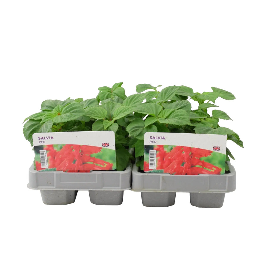 Salvia Red 