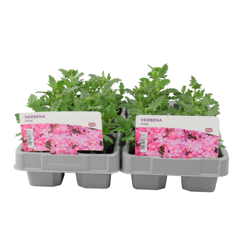 Verbena Pink 6 Pack x 2 (12 Plants)