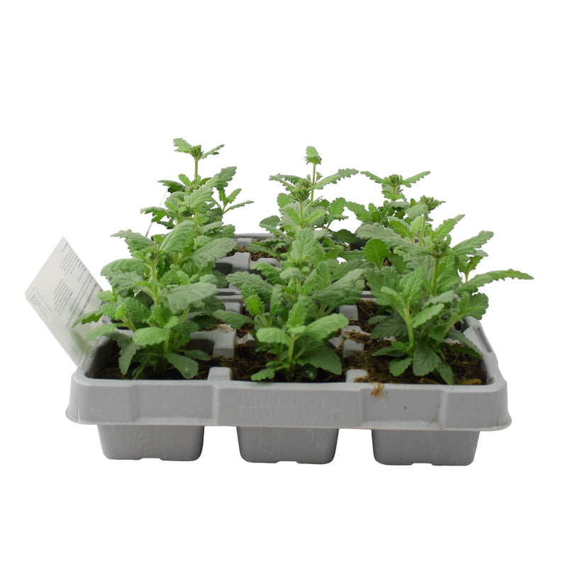 Verbena Blue 6 Pack x 2 (12 Plants)