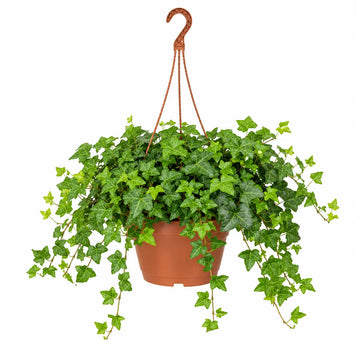 Hedera Hanging Basket Ivy 19cm Pot – Easy Care Trailing Indoor Houseplant Plants By Post