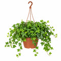 Hedera Hanging Basket Ivy 19cm Pot – Easy Care Trailing Indoor Houseplant Plants By Post