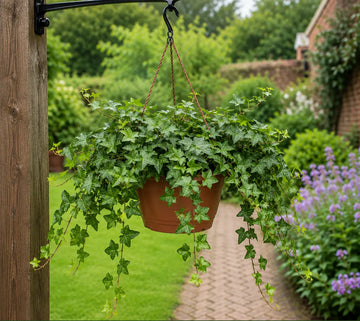 Hedera Hanging Basket Ivy 19cm Pot – Easy Care Trailing Indoor Houseplant Plants By Post