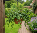 Hedera Hanging Basket Ivy 19cm Pot – Easy Care Trailing Indoor Houseplant Plants By Post