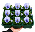 Pansy Delta Pro Pure Light Blue 9Pack × 2 Spring & Autumn Bedding Plants Plants By Post