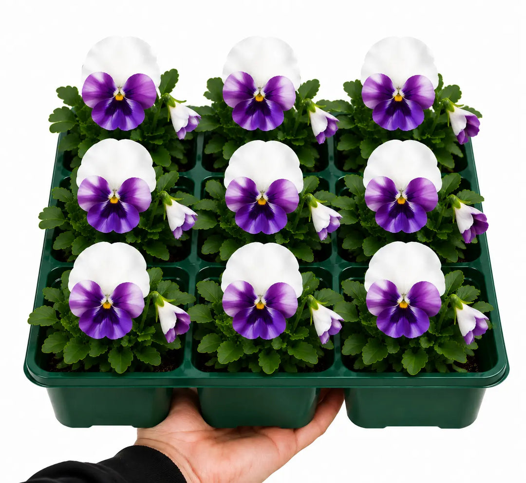 Pansy Delta Pro Violet & White 9 Pack × 2 Spring & Autumn Bedding Plants Plants By Post