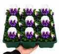 Pansy Delta Pro Violet & White 9 Pack × 2 Spring & Autumn Bedding Plants Plants By Post