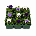 Pansy Delta Rhythm & Blues Mix 9 Pack × 2 Spring & Autumn Bedding Plants Plants By Post