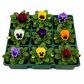 Pansy Delta Pro Blotch Mix 9 Pack × 2 Spring & Autumn Bedding Plants Plants By Post