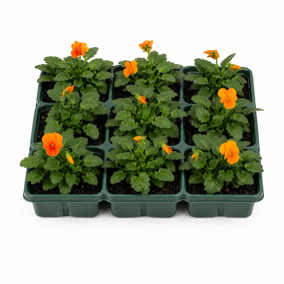 Viola Sorbet Deep Orange 9 Pack × 2 Spring & Autumn Bedding Plants Plants By Post