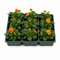 Viola Sorbet Deep Orange 9 Pack × 2 Spring & Autumn Bedding Plants Plants By Post