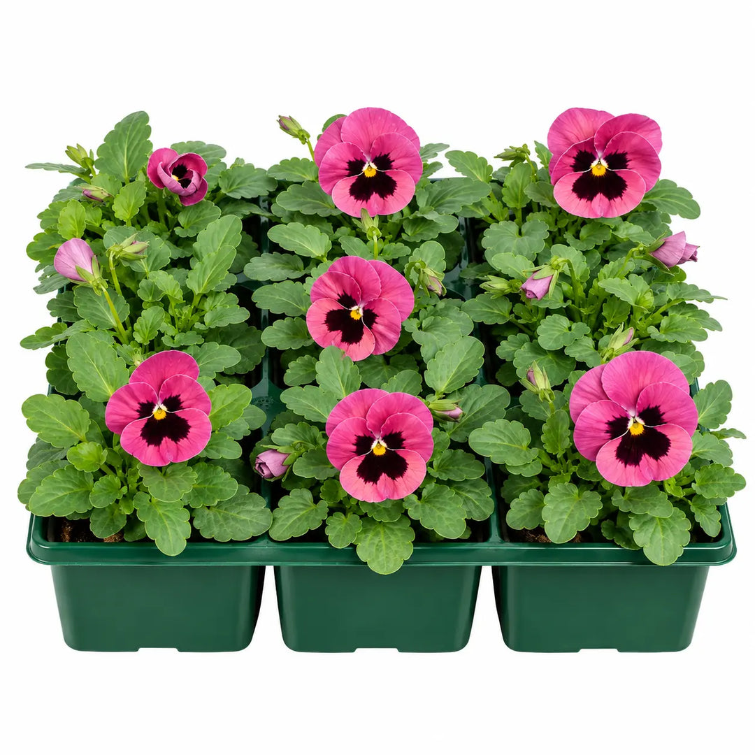 Pansy Delta Pro Rose with Blotch 9Pack × 2 Spring & Autumn Bedding Plants Plants By Post