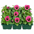 Pansy Delta Pro Rose with Blotch 9Pack × 2 Spring & Autumn Bedding Plants Plants By Post