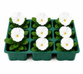 Pansy Delta Pro Clear White 9Pack × 2 Spring & Autumn Bedding Plants Plants By Post