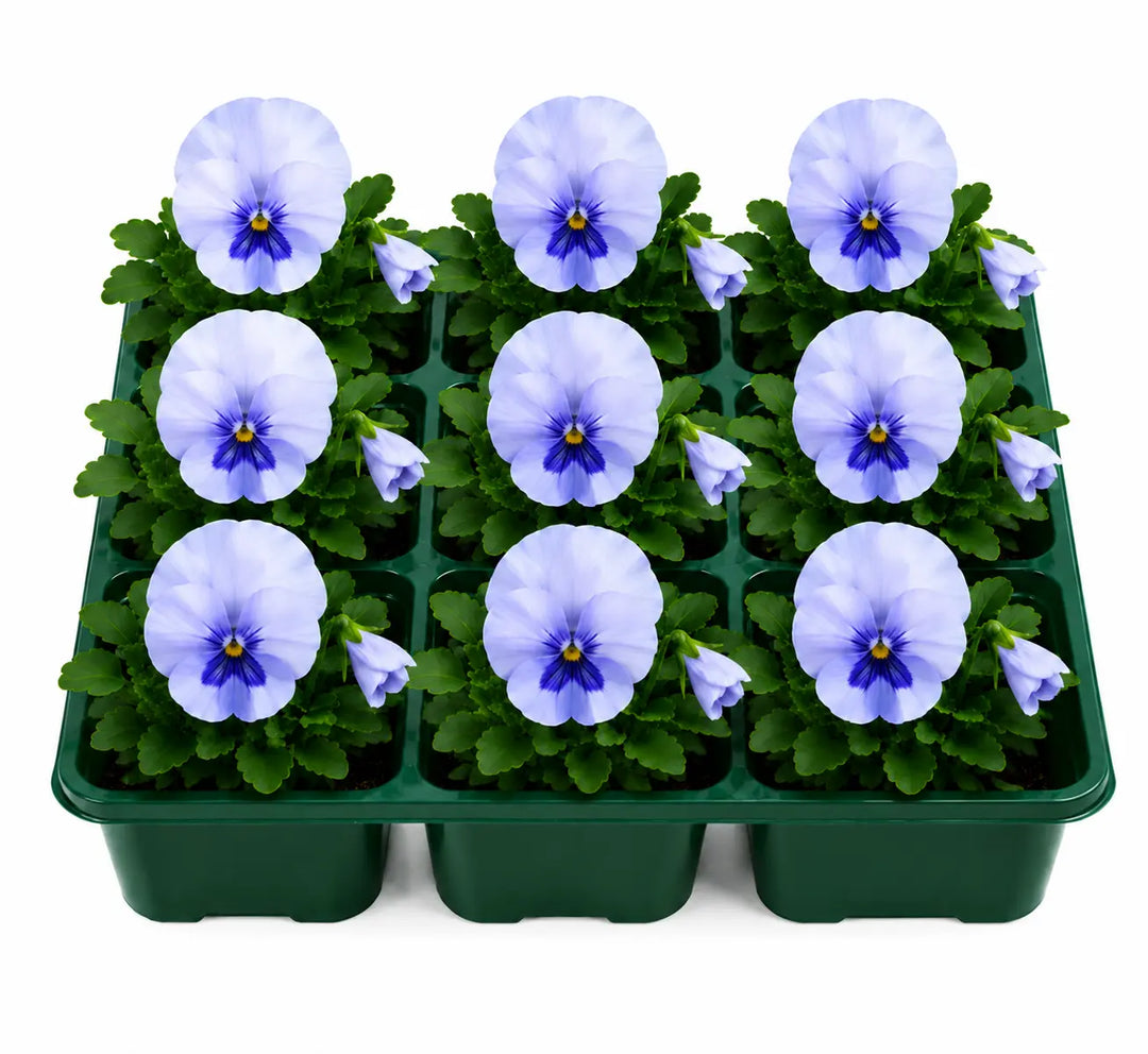 Pansy Delta Pro Pure Light Blue 9Pack × 2 Spring & Autumn Bedding Plants Plants By Post