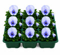 Pansy Delta Pro Pure Light Blue 9Pack × 2 Spring & Autumn Bedding Plants Plants By Post
