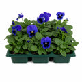 Pansy Delta Pro Deep Blue with Blotch 9 Pack × 2 Spring & Autumn Bedding Plants Plants By Post