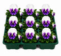 Pansy Delta Pro Violet & White 9 Pack × 2 Spring & Autumn Bedding Plants Plants By Post