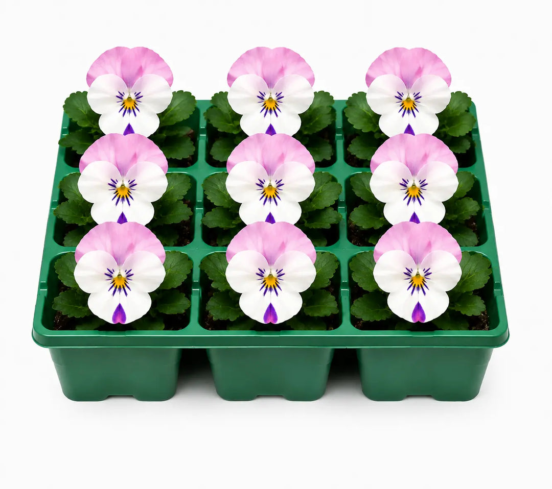 Viola Sorbet Pink Wing 9 Pack × 2 Spring & Autumn Bedding Plants Plants By Post