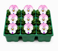 Viola Sorbet Pink Wing 9 Pack × 2 Spring & Autumn Bedding Plants Plants By Post