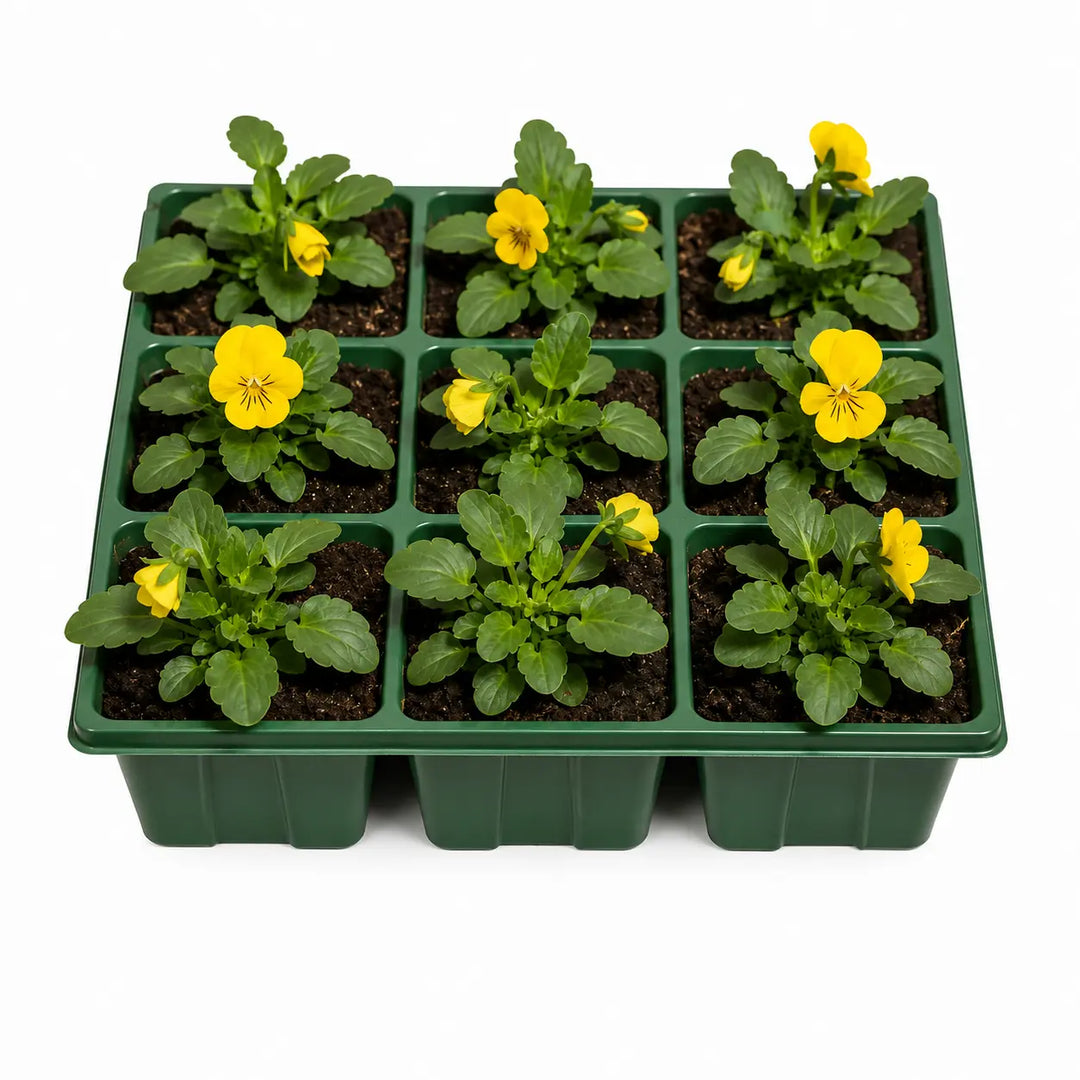 Viola Sorbet Yellow 9 Pack × 2 Spring & Autumn Bedding Plants Plants By Post