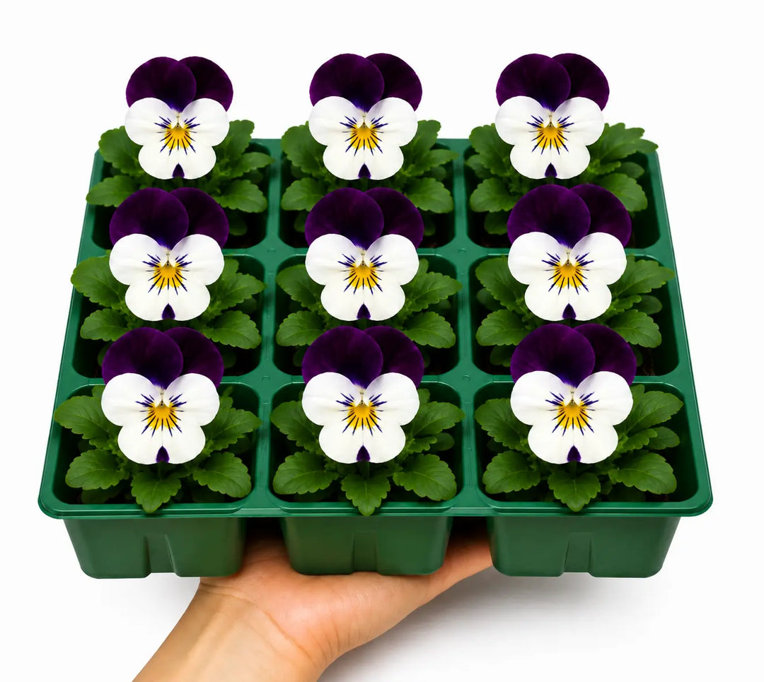 Viola Sorbet White Jump Up 9 Pack × 2 Spring & Autumn Bedding Plants Plants By Post