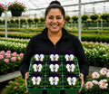 Viola Sorbet White Jump Up 9 Pack × 2 Spring & Autumn Bedding Plants Plants By Post