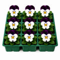 Viola Sorbet White Jump Up 9 Pack × 2 Spring & Autumn Bedding Plants Plants By Post
