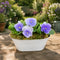Blue Pansies