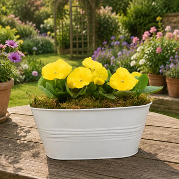White Metal Trough with Mixed Seasonal Plants – Moss Finish Garden Planter Plants By Post