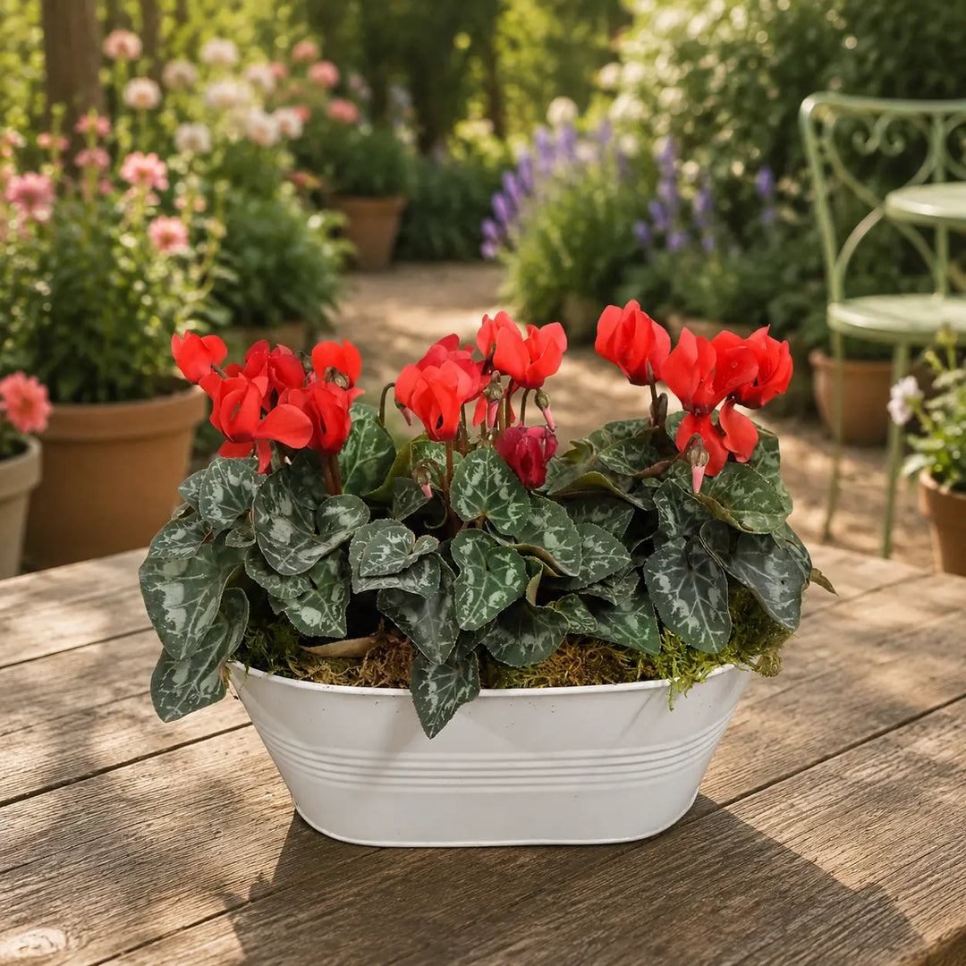 White Metal Trough with Mixed Seasonal Plants – Moss Finish Garden Planter Plants By Post