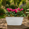 Purple Cyclamen