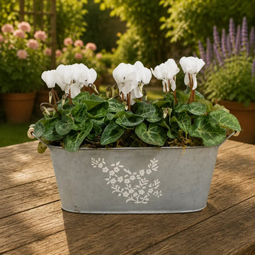 Floral Design Trough with Cyclamen – Wooden Handles & Moss Top Plants By Post