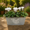 White Cyclamen