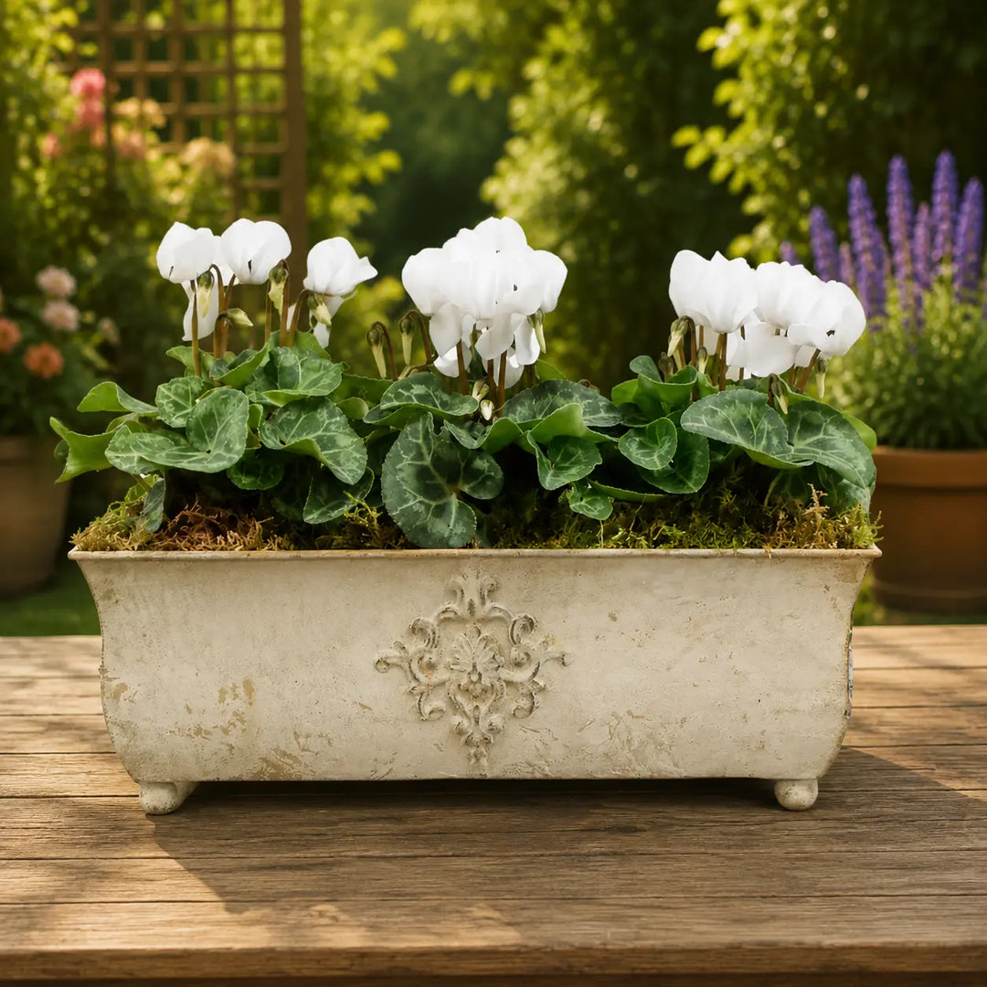 Traditional Metal Trough with Seasonal Cyclamen – Moss Lining Plants By Post