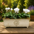 Traditional Metal Trough with Seasonal Cyclamen – Moss Lining Plants By Post
