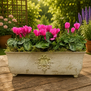 Traditional Metal Trough with Seasonal Cyclamen – Moss Lining Plants By Post