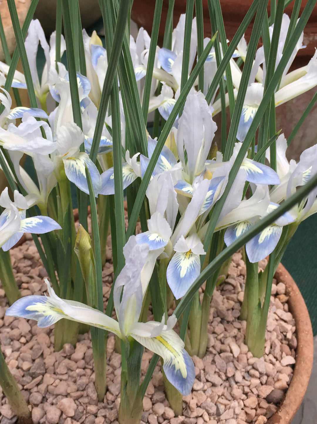 Iris reticulata Frozen Plant (25 bulbs) The Rose Press Garden