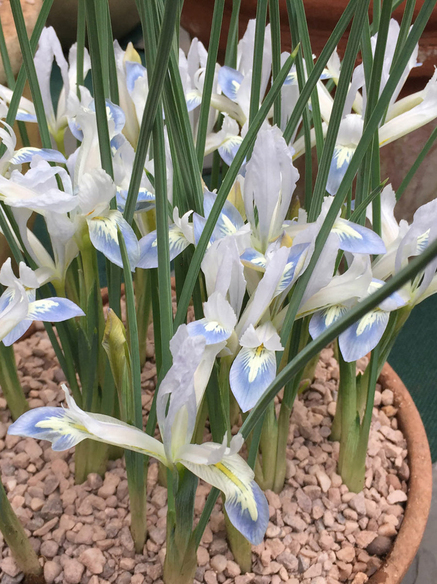 Iris reticulata Frozen Plant (25 bulbs) The Rose Press Garden
