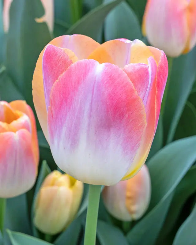 Tulip Kunyun – Pack of 15 Spring Flowering Bulbs