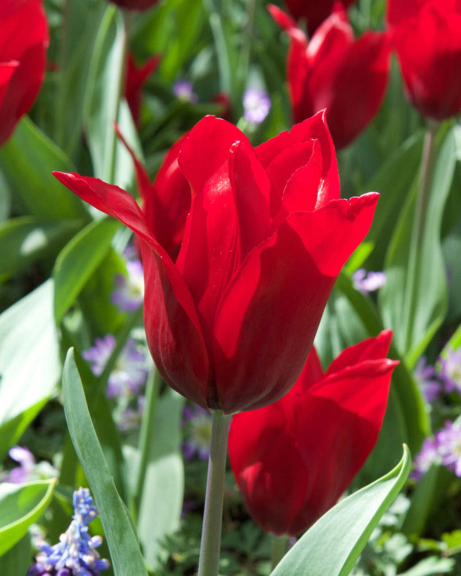 Tulip Pretty Woman Bulbs (15 bulbs) - Elegant Red Lily Flowered Tulips The Rose Press Garden