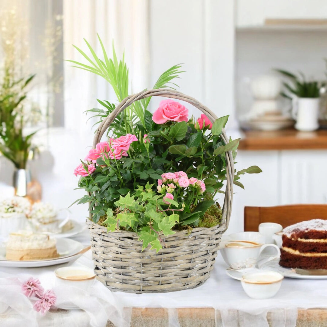 Mothers Day Large Planted Basket Plants By Post