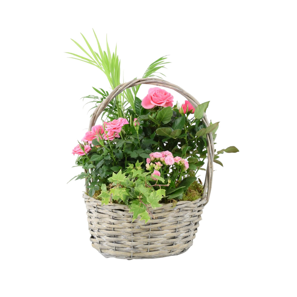 Mothers Day Large Planted Basket Plants By Post