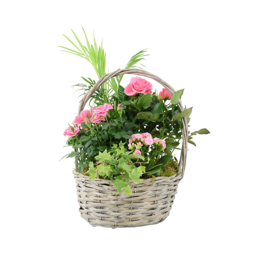 Mothers Day Large Planted Basket Plants By Post