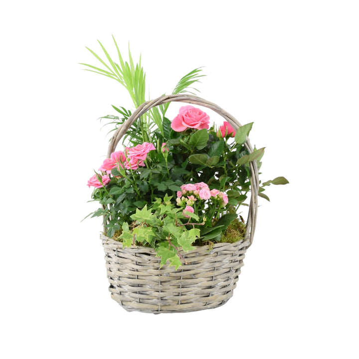 Mothers Day Large Planted Basket Plants By Post