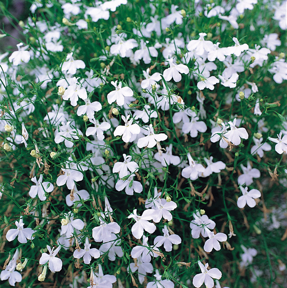 Lobelia Trailing White 6 Pack x 2 - 12 Plants Blooms for Summer Gardens plants by post