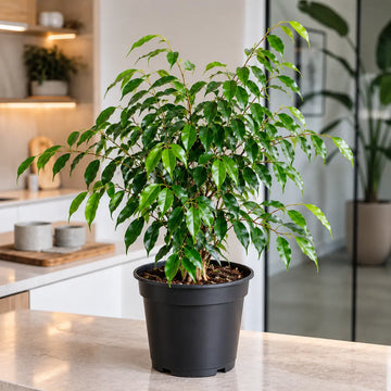 Ficus Danielle Weeping Fig 5L – Glossy Green Indoor Houseplant Plants By Post