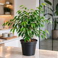 Ficus Danielle Weeping Fig 5L – Glossy Green Indoor Houseplant Plants By Post