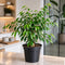 Nursery Pot